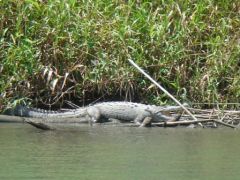 Tortuguero - Crocodile